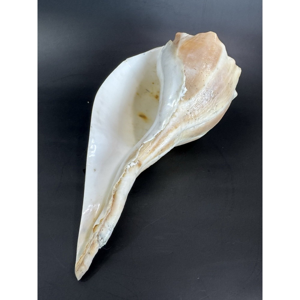 Large 11.5" Natural Lightning Whelk Sea Shell Coastal Beach Nautical Ocean Decor - Picture 6 of 10
